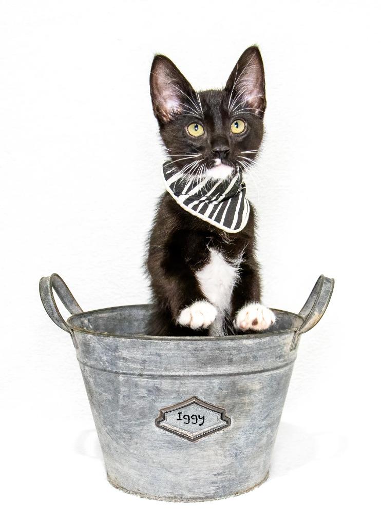 Iggy, a Adoptable mixed breed in Hot Springs Village, AR image 1/3