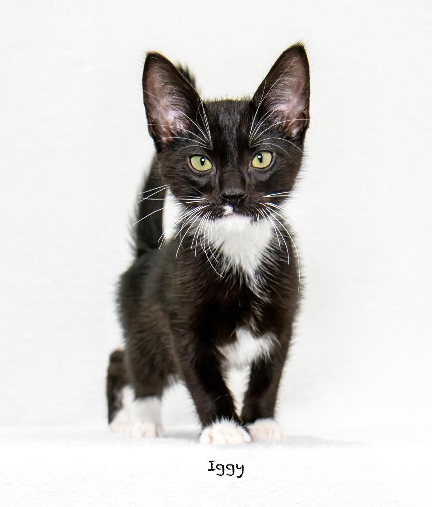 Iggy, a Adoptable mixed breed in Hot Springs Village, AR image 2/3