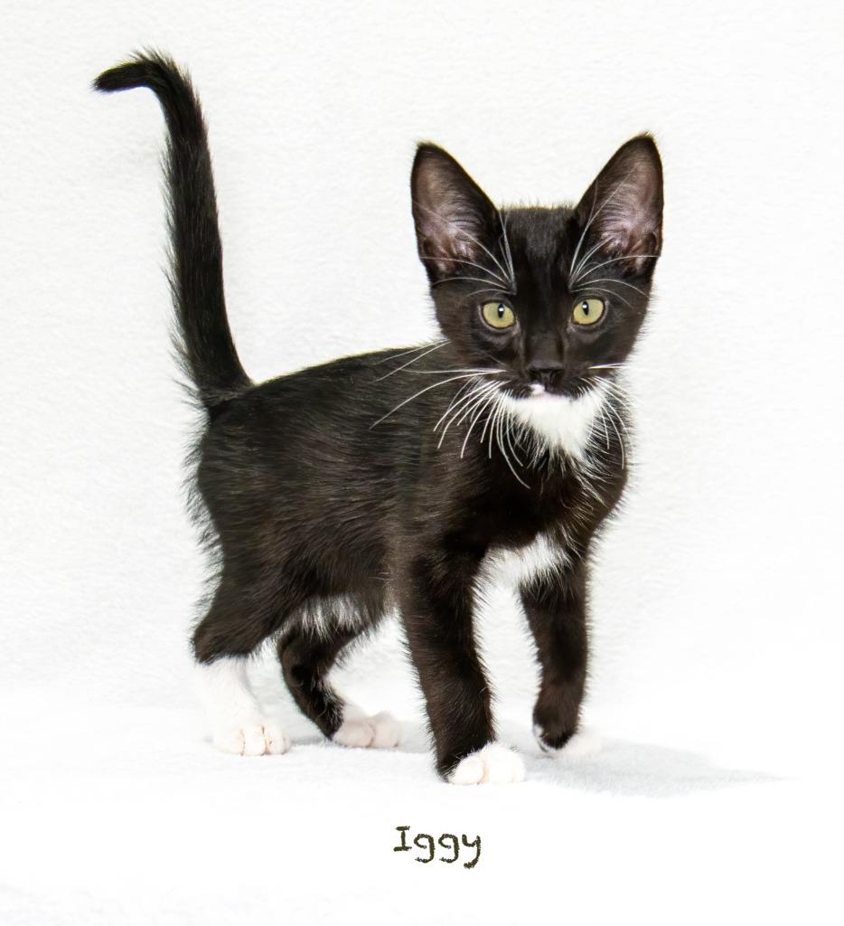 Iggy, a Adoptable mixed breed in Hot Springs Village, AR image 3/3