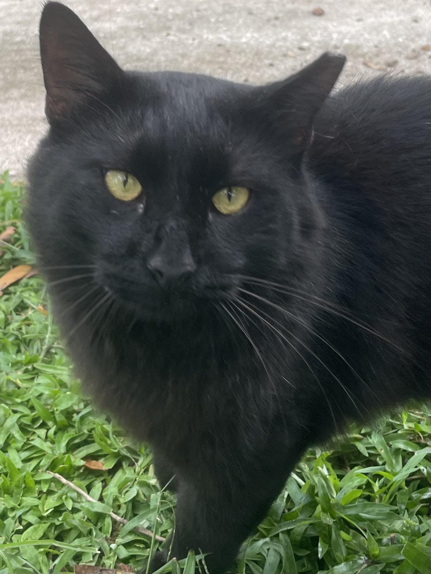 Enlarge Nero, a Adoptable mixed breed in Brooksville, FL image 3/5