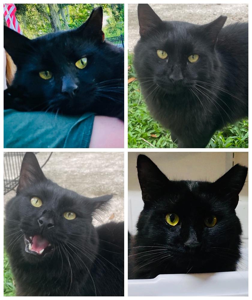 Enlarge Nero, a Adoptable mixed breed in Brooksville, FL image 5/5