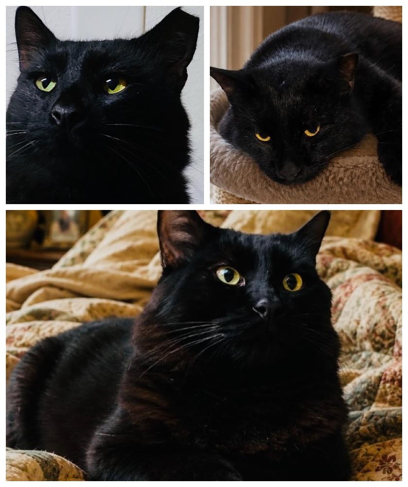 Enlarge Nero, a Adoptable mixed breed in Brooksville, FL image 4/5
