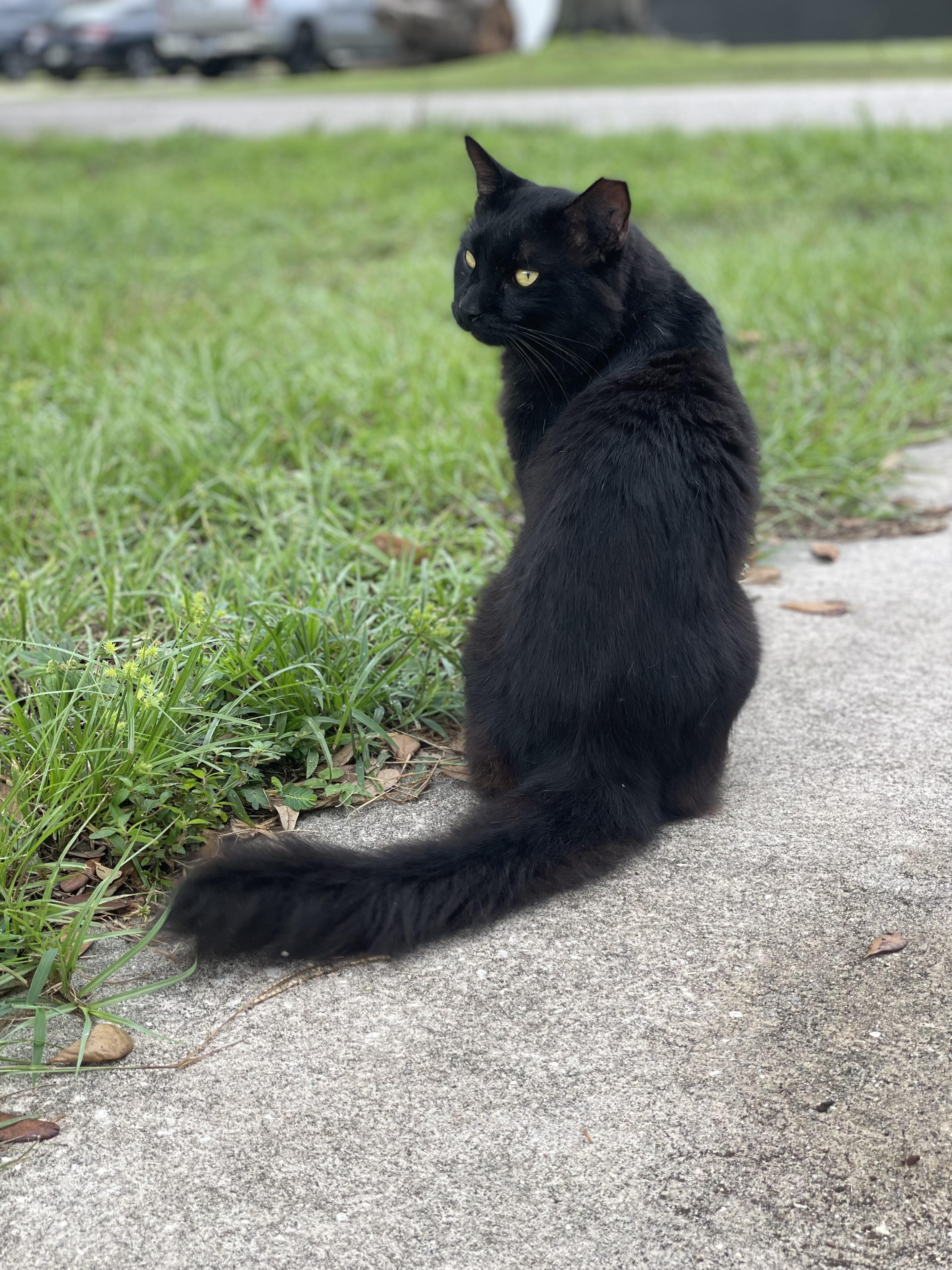 Enlarge Nero, a Adoptable mixed breed in Brooksville, FL image 1/5
