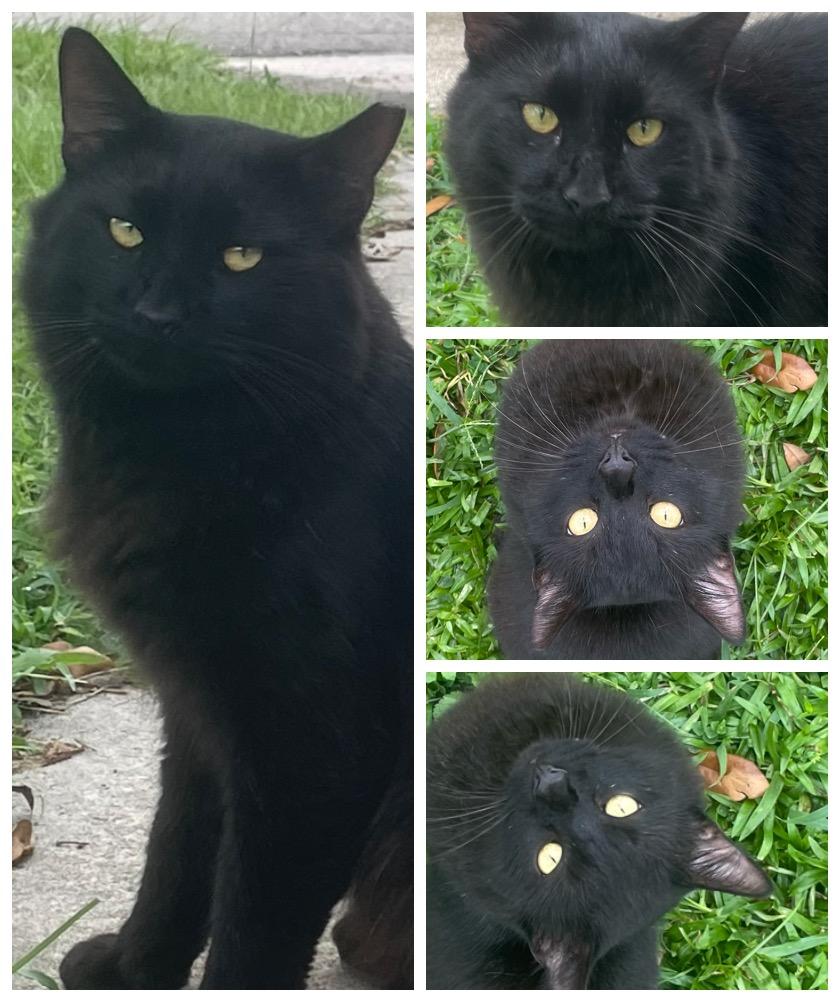 Enlarge Nero, a Adoptable mixed breed in Brooksville, FL image 2/5