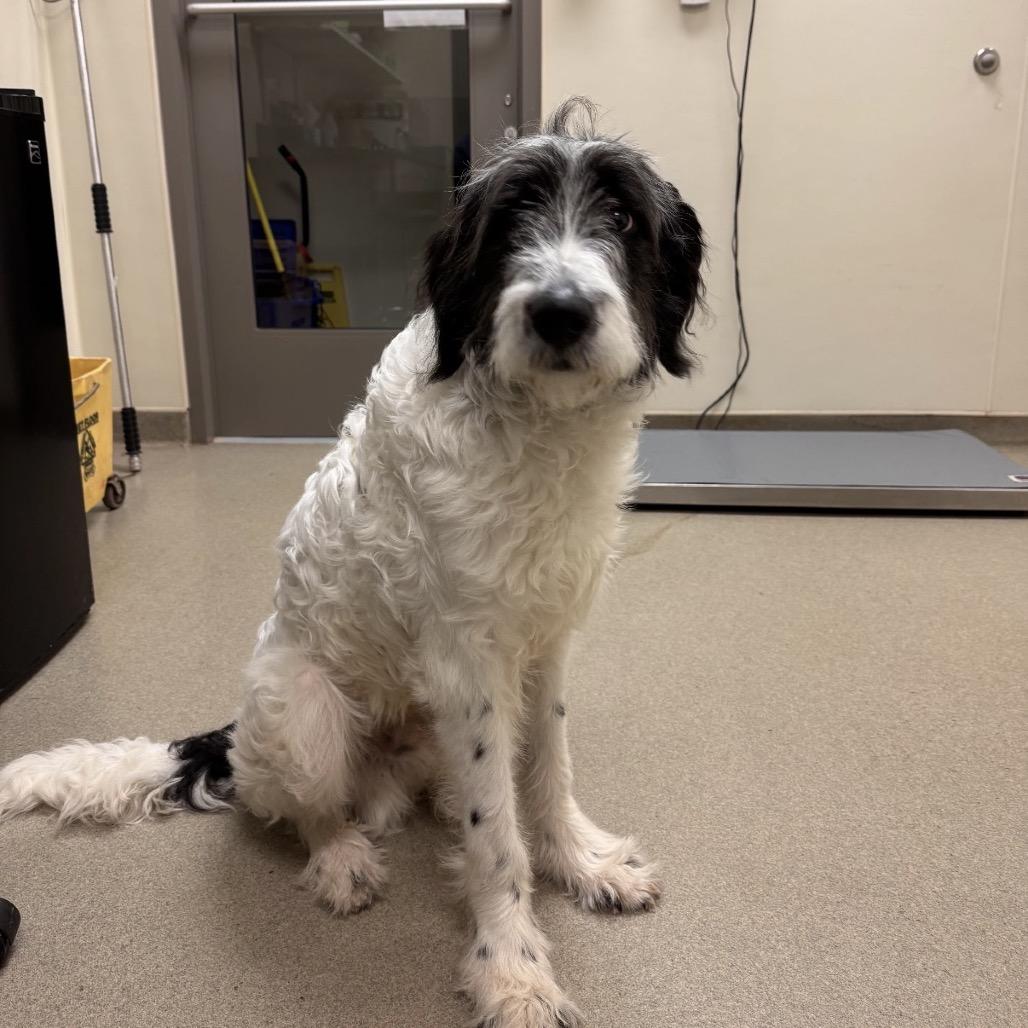 Standard Poodles for Adoption in MacArthur, West Virginia | Petfinder