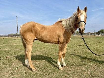 Enlarge Chance `Joe Macs Chance`, a Adoptable Quarterhorse in Fort Worth, TX image 2/3