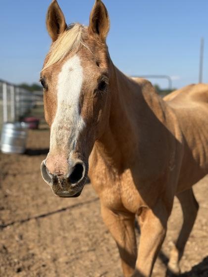 Chance `Joe Macs Chance`, Adoptable, Senior Male Quarterhorse.