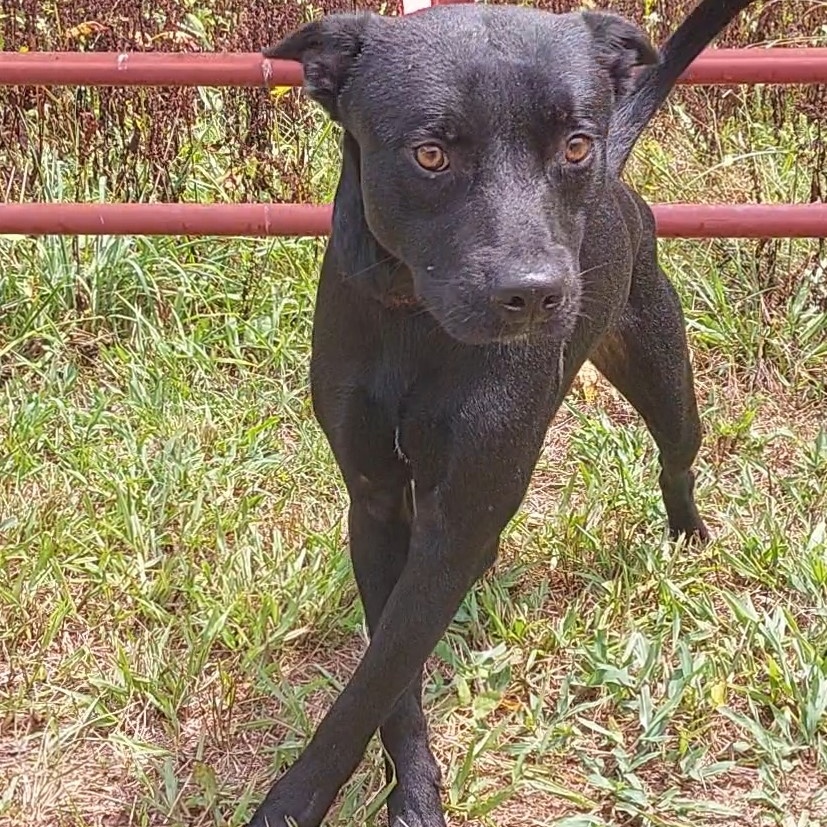 Dog for adoption Gravy, a Black Labrador Retriever in Randleman, NC