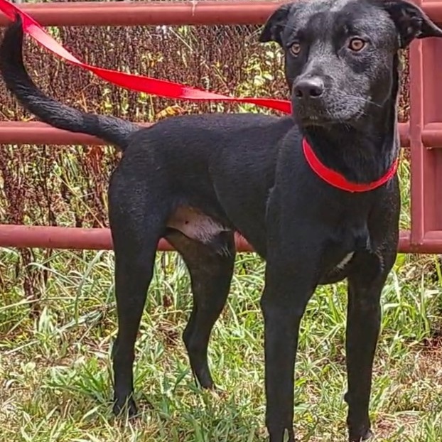 Dog for adoption Gravy, a Black Labrador Retriever in Randleman, NC
