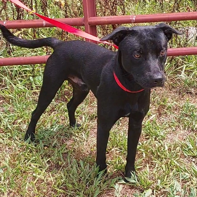 Dog for adoption Gravy, a Black Labrador Retriever in Randleman, NC