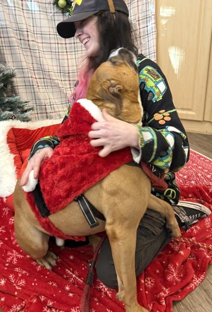 Bones, Adoptable, Young Male Boxer & Mixed Breed.