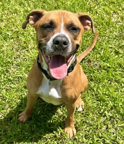Bones, a Adoptable mixed breed in Palm Coast, FL image 3/3