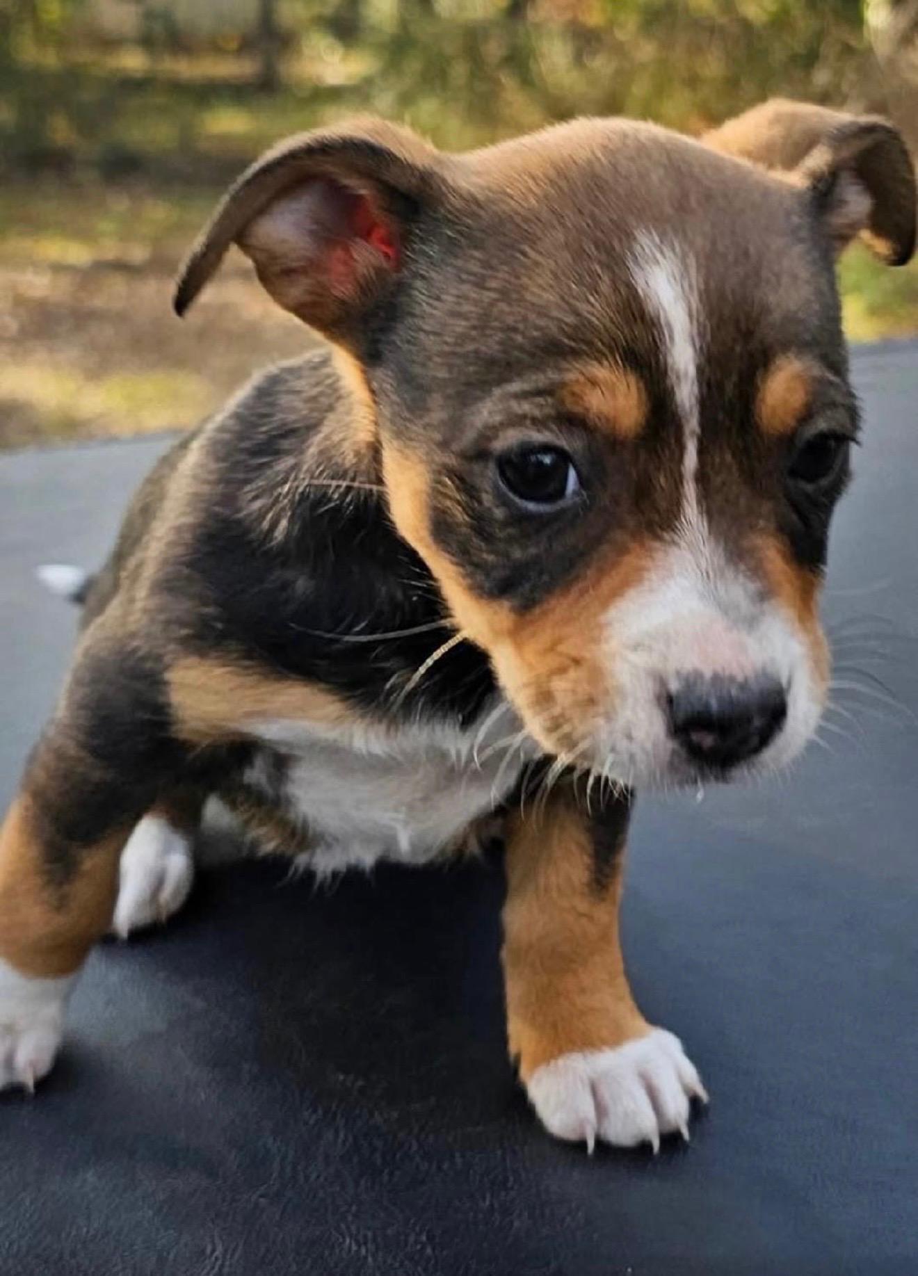 Pippy, Adoptable, Puppy Female Mixed Breed.