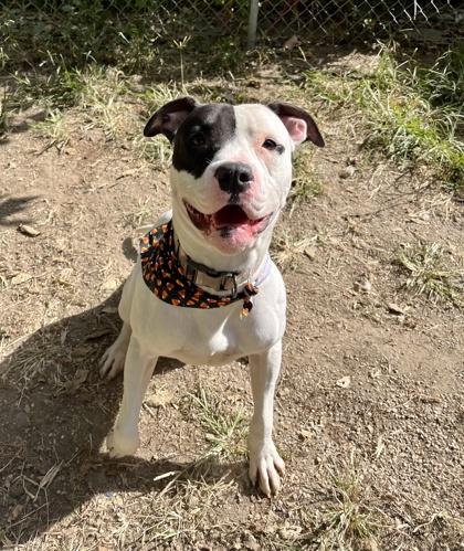 Enlarge Emilio, a Adoptable Pit Bull Terrier in Lafayette, IN image 1/1