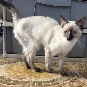 Banana , ADOPTABLE, Young Female Ragdoll.