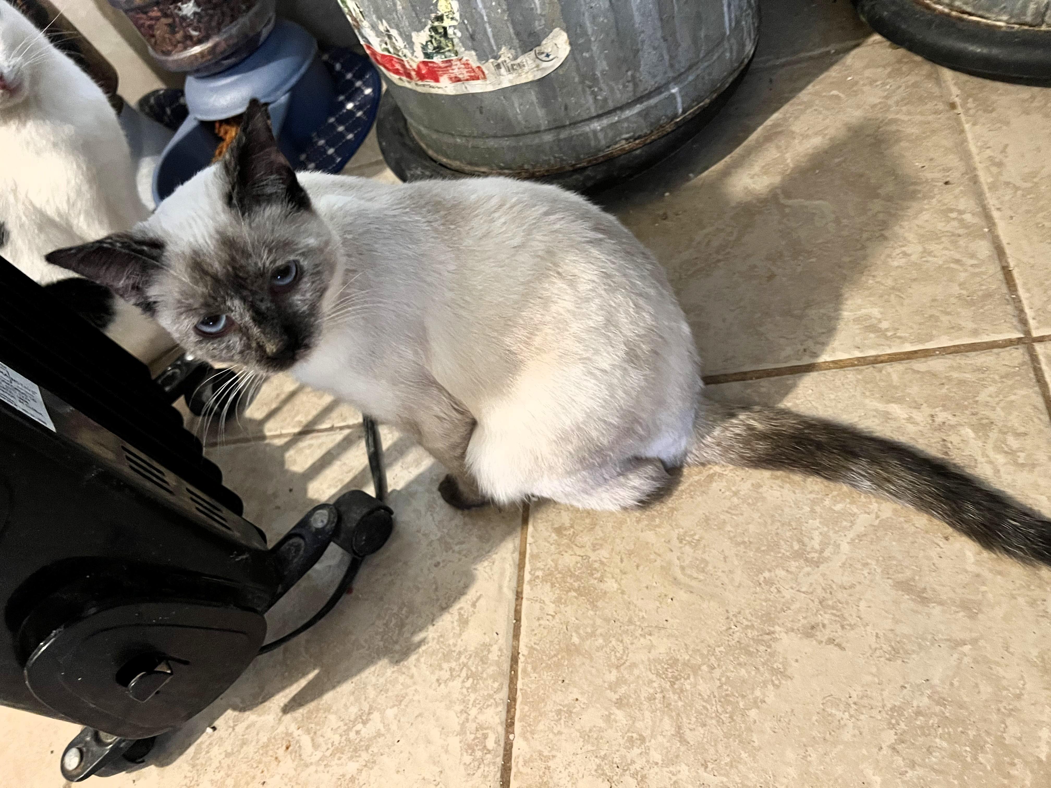 Enlarge Banana , a ADOPTABLE Ragdoll in Deming, NM image 2/2