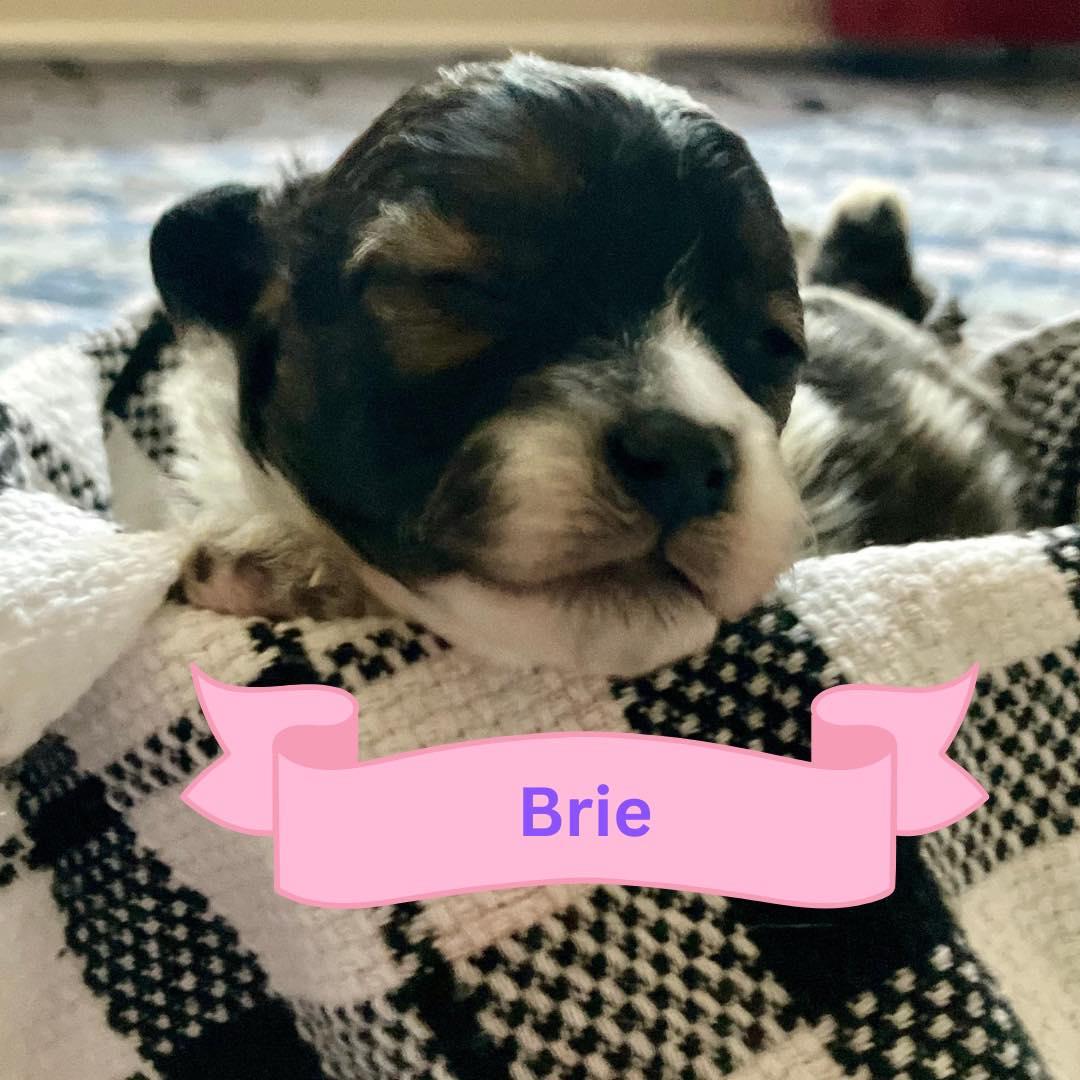 Brie thumbnail 3