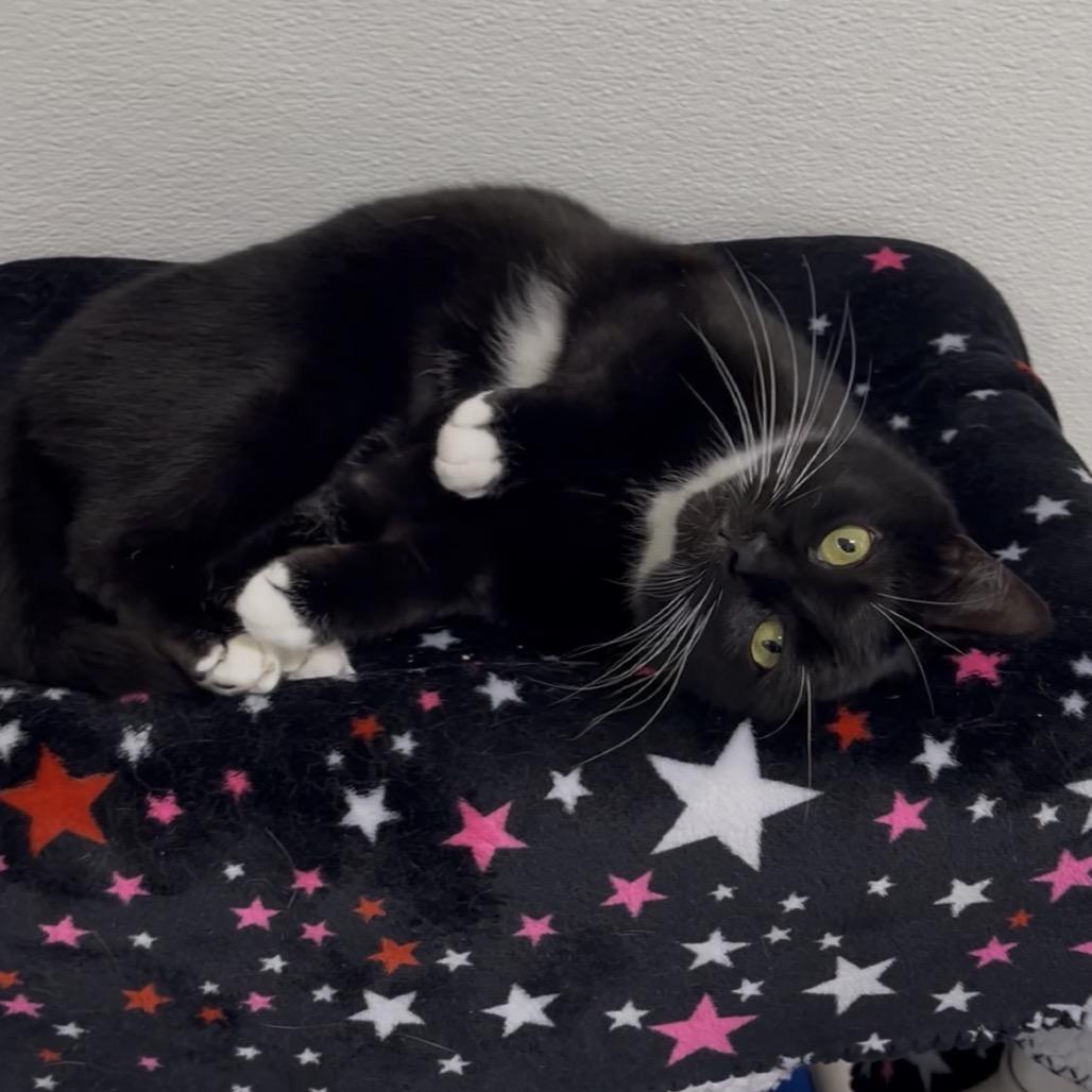 Ripley, Adoptable, Young Female Domestic Short Hair.