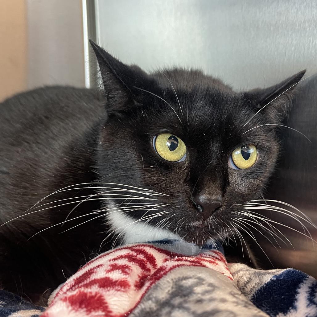Ripley, Adoptable, Young Female Domestic Short Hair.