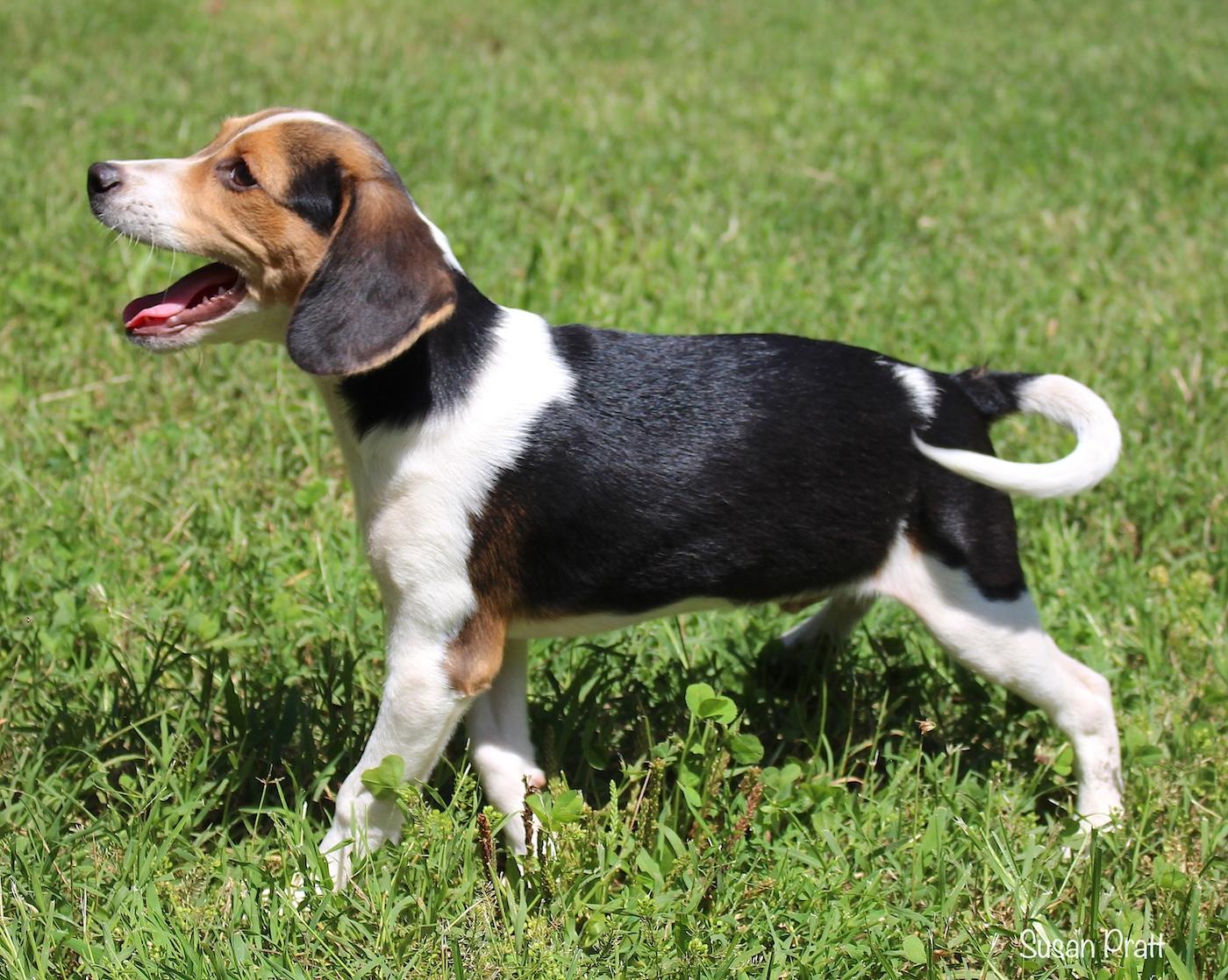 Bagel, a ADOPTABLE Beagle in Bedford, VA image 4/5