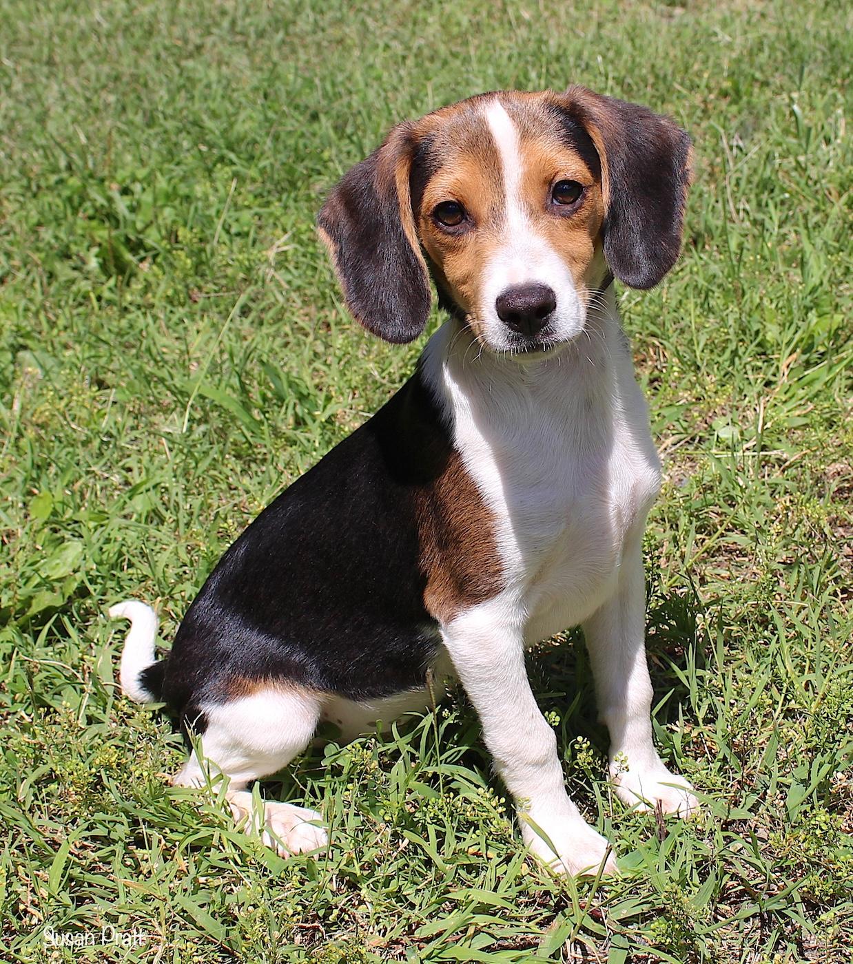 Bagel, a ADOPTABLE Beagle in Bedford, VA image 5/5