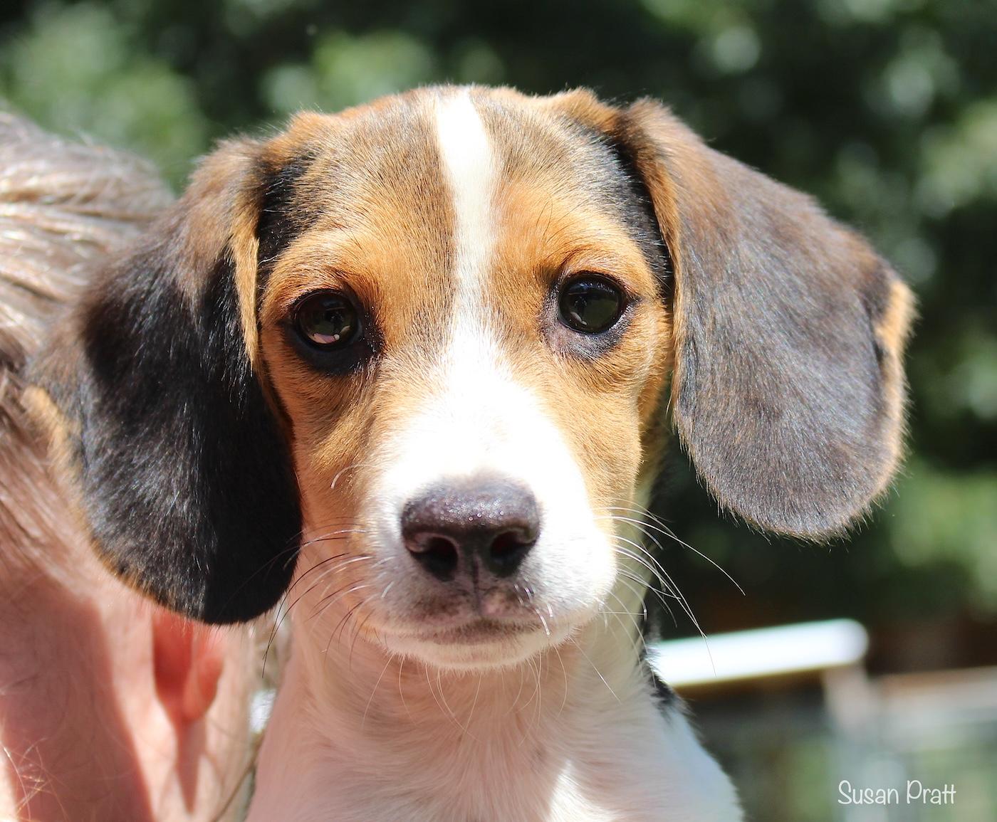 Bagel, a ADOPTABLE Beagle in Bedford, VA image 1/5