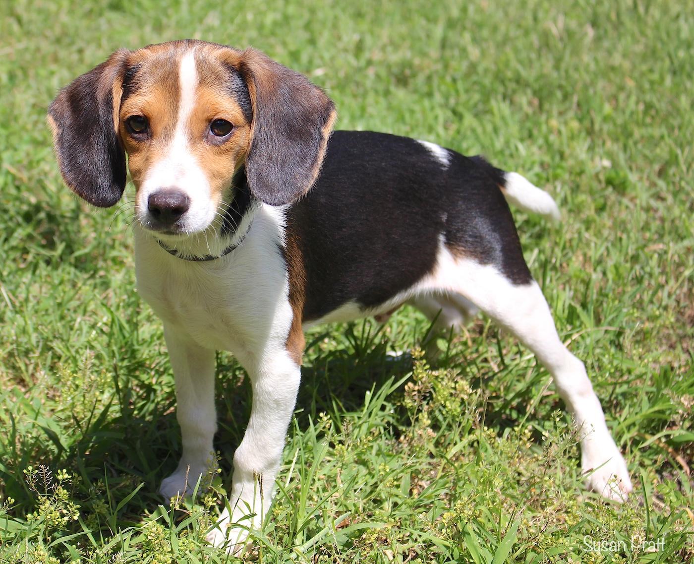 Bagel, a ADOPTABLE Beagle in Bedford, VA image 2/5