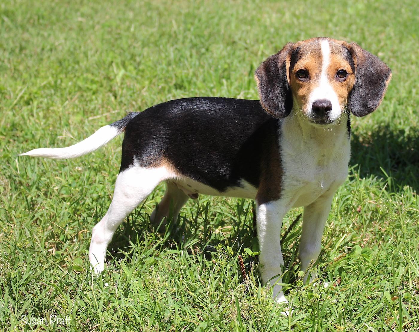 Bagel, a ADOPTABLE Beagle in Bedford, VA image 3/5
