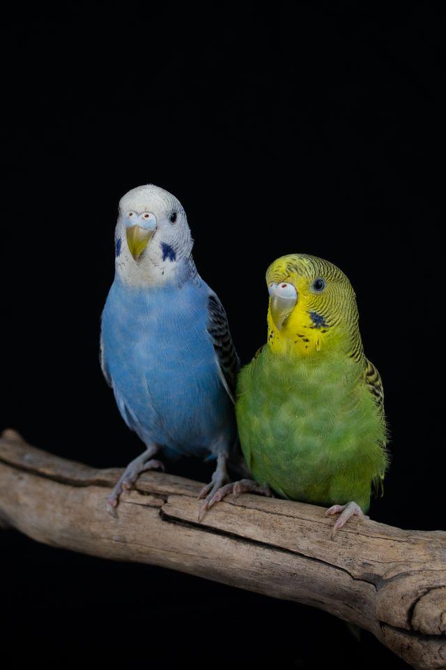 Leslie (Green Female), Adopted, Young Female Parakeet (Other).