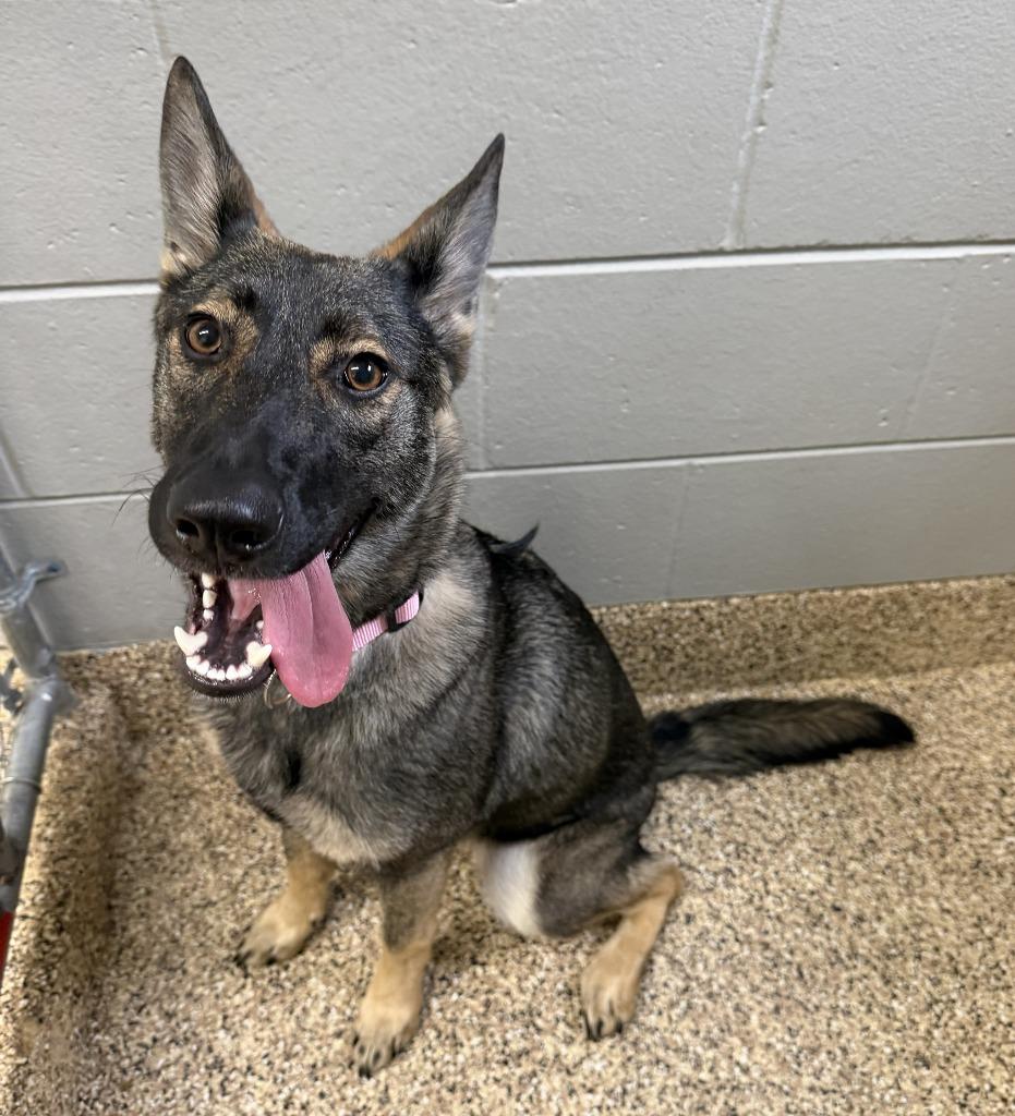 Enlarge HANNAH, a Adoptable German Shepherd Dog in Hastings, MI image 1/2