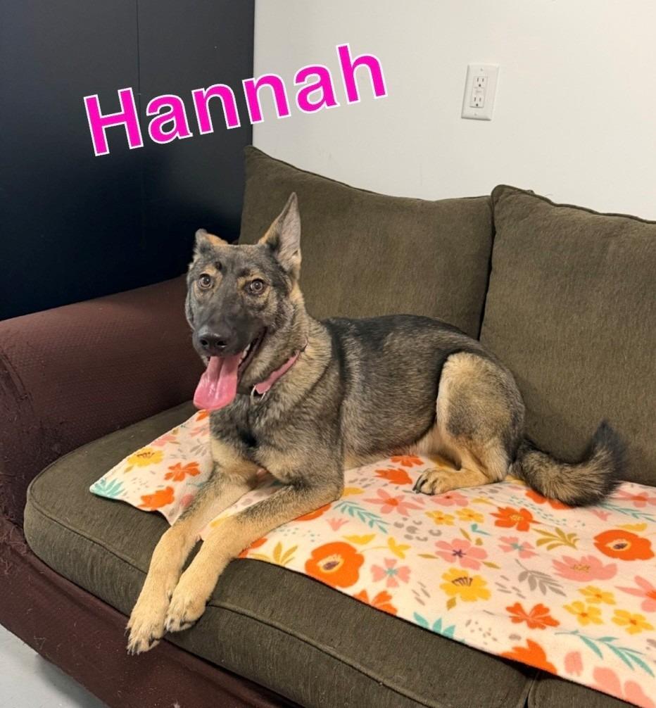 Enlarge HANNAH, a Adoptable German Shepherd Dog in Hastings, MI image 2/2
