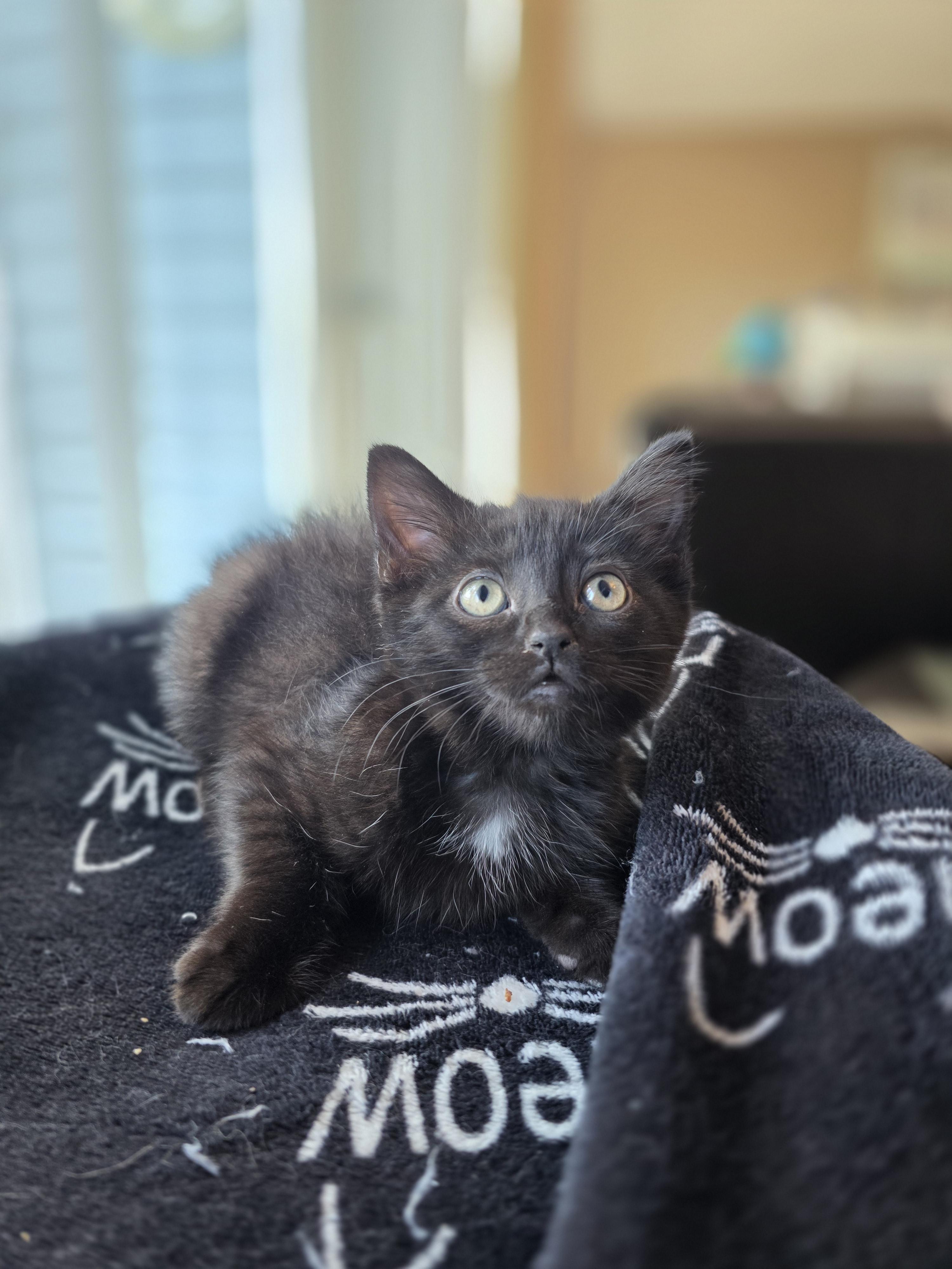 Mylie, a Adoptable mixed breed in Kamloops, BC image 1/6