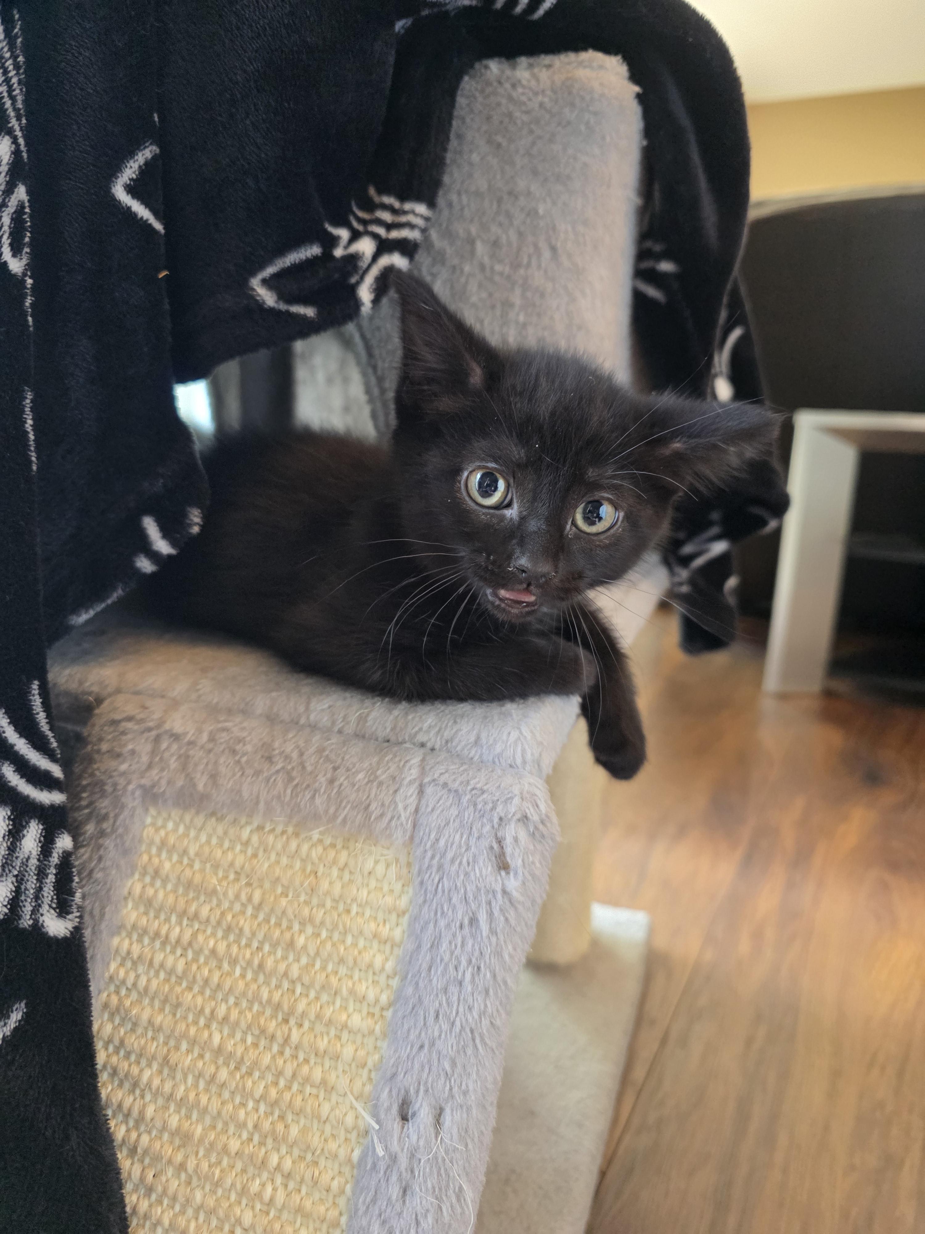 Mylie, a Adoptable mixed breed in Kamloops, BC image 2/6