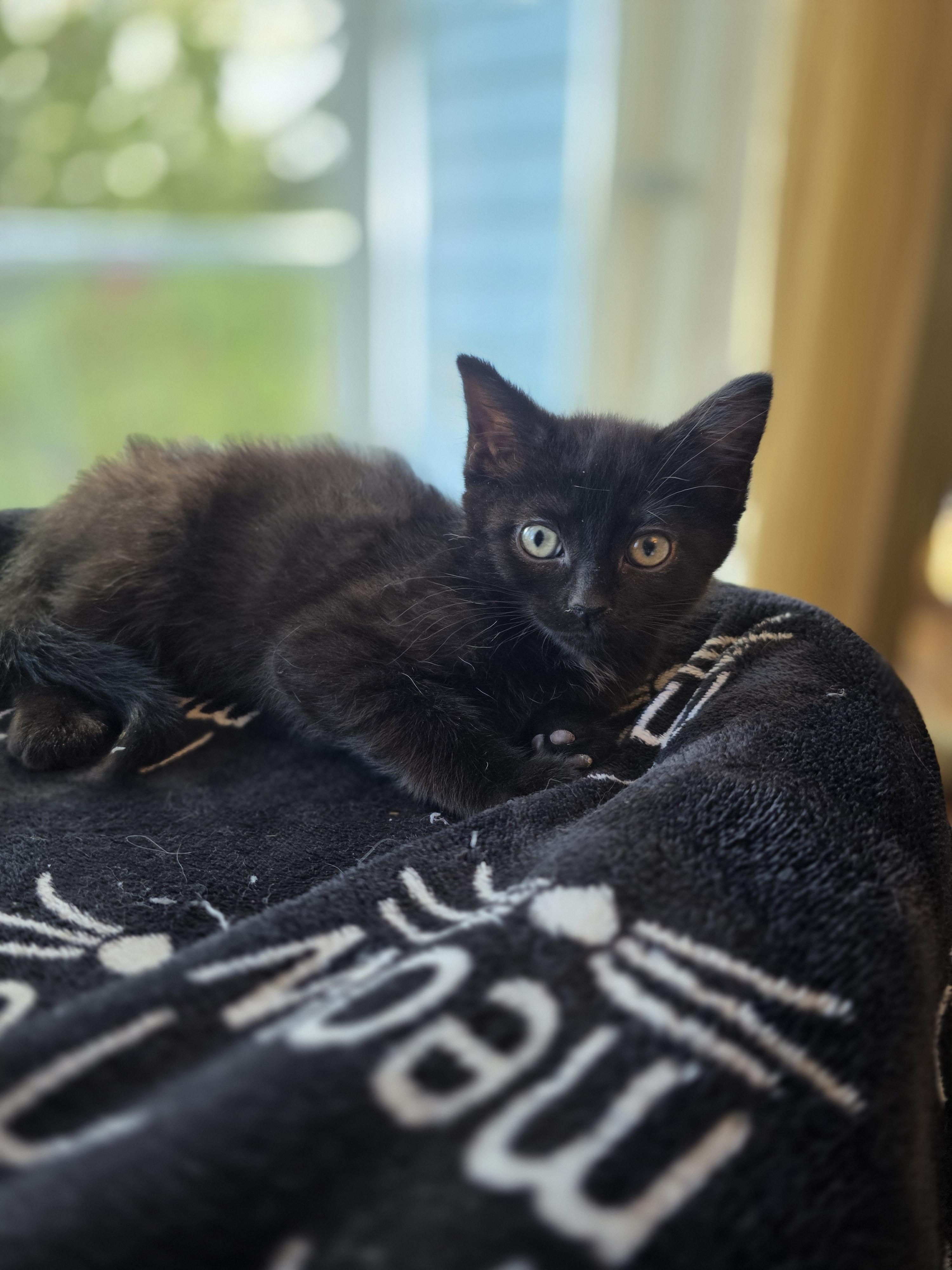 Mylie, a Adoptable mixed breed in Kamloops, BC image 3/6