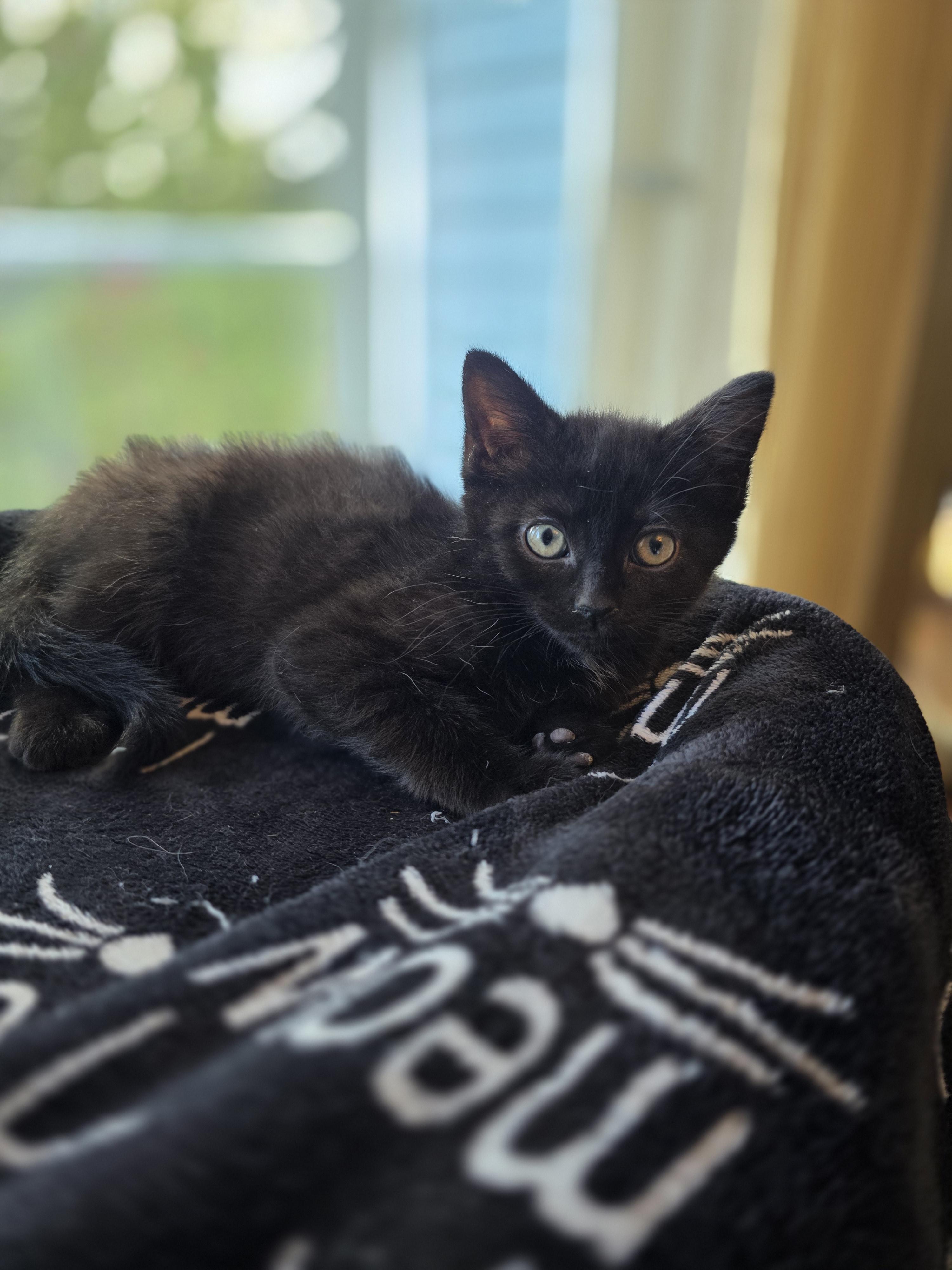 Mylie, a Adoptable mixed breed in Kamloops, BC image 4/6