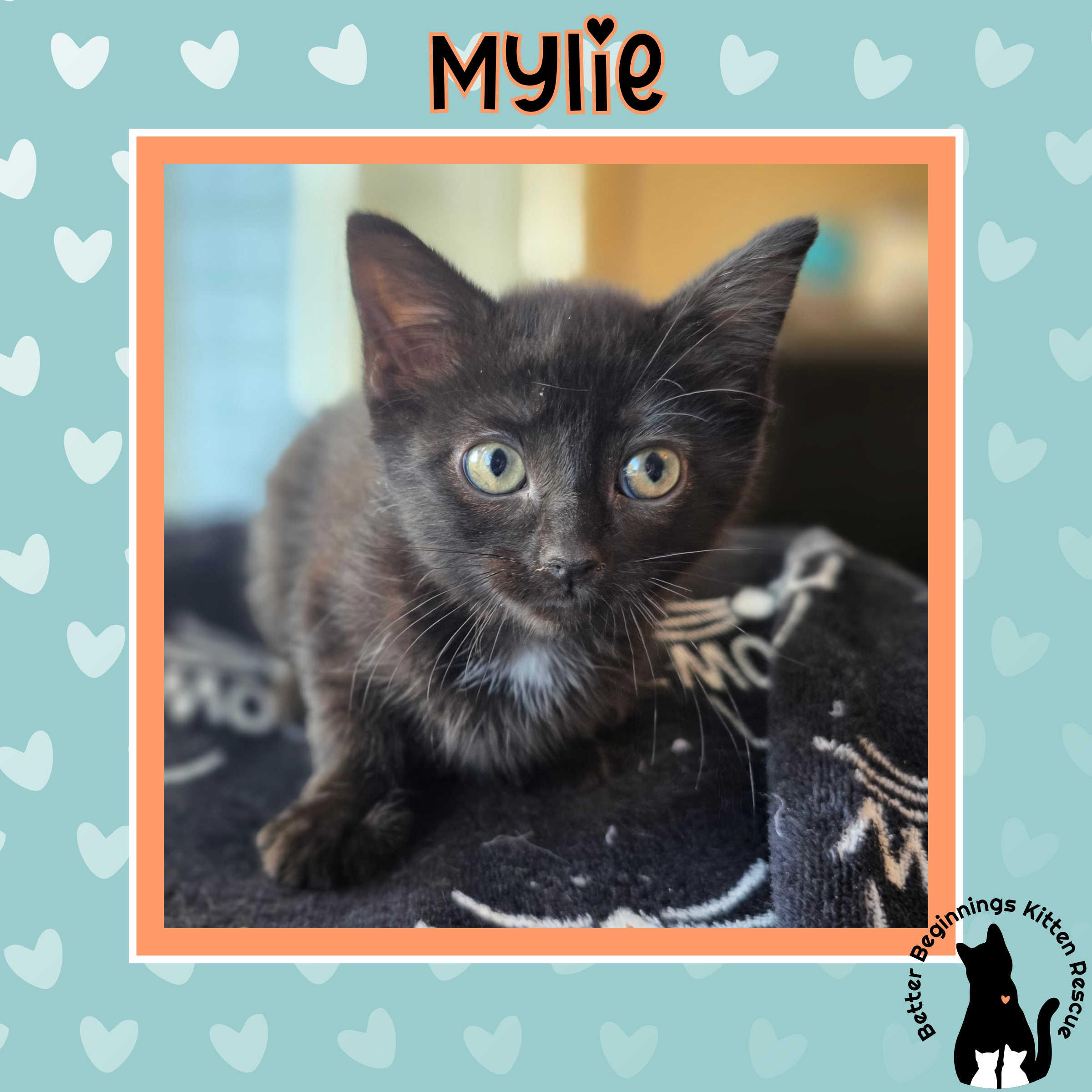 Mylie, a Adoptable mixed breed in Kamloops, BC image 5/6