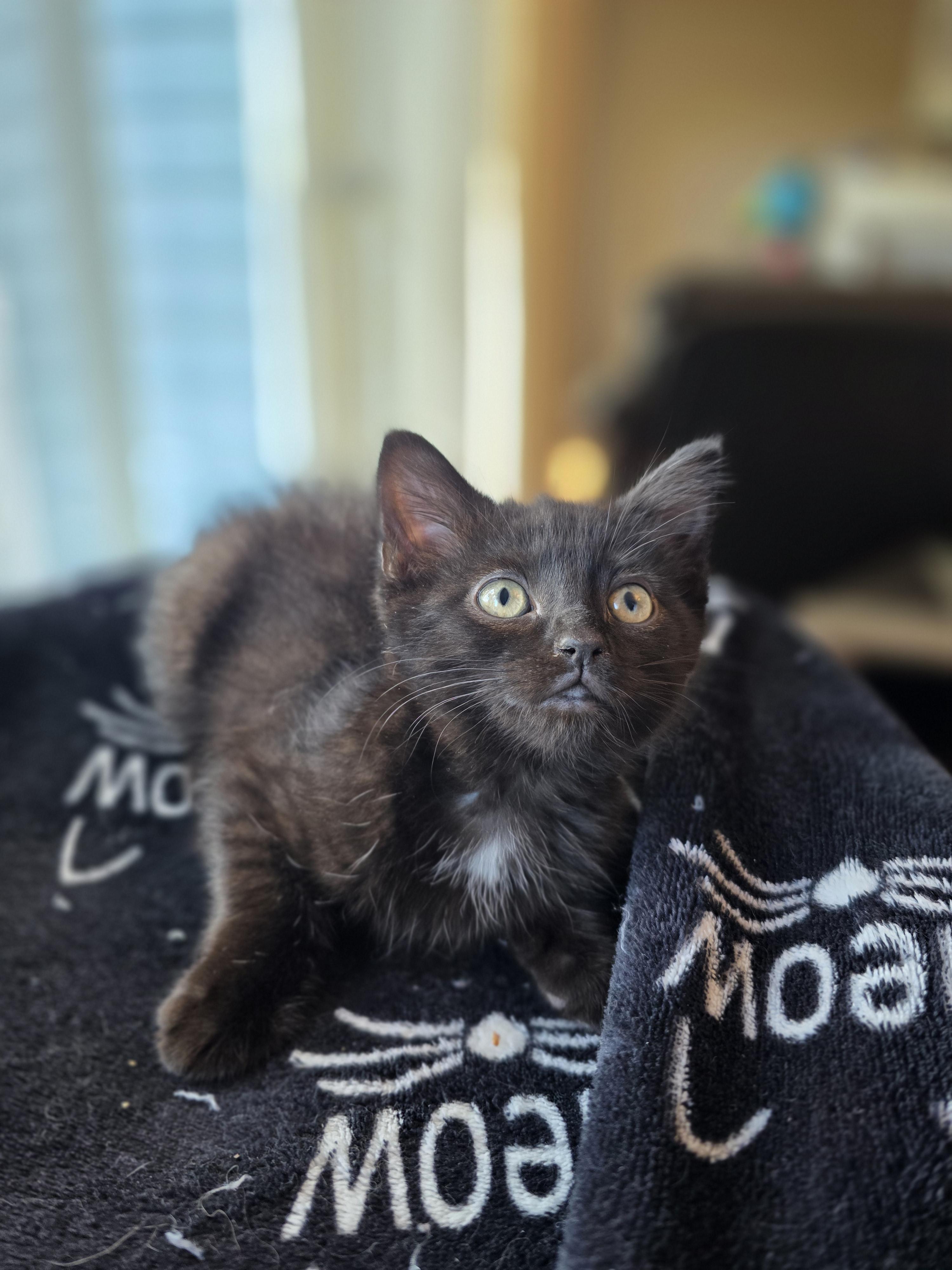 Mylie, a Adoptable mixed breed in Kamloops, BC image 6/6
