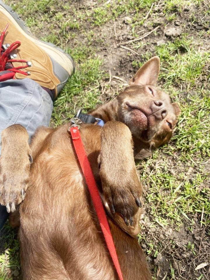 Flash - SO sweet & gentle, an adoptable mixed breed in Oshkosh, WI image 3/6
