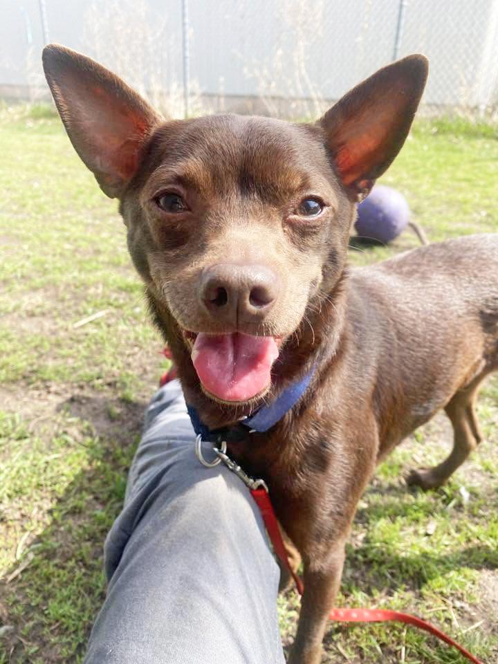 Flash - SO sweet & gentle, an adoptable mixed breed in Oshkosh, WI image 1/6