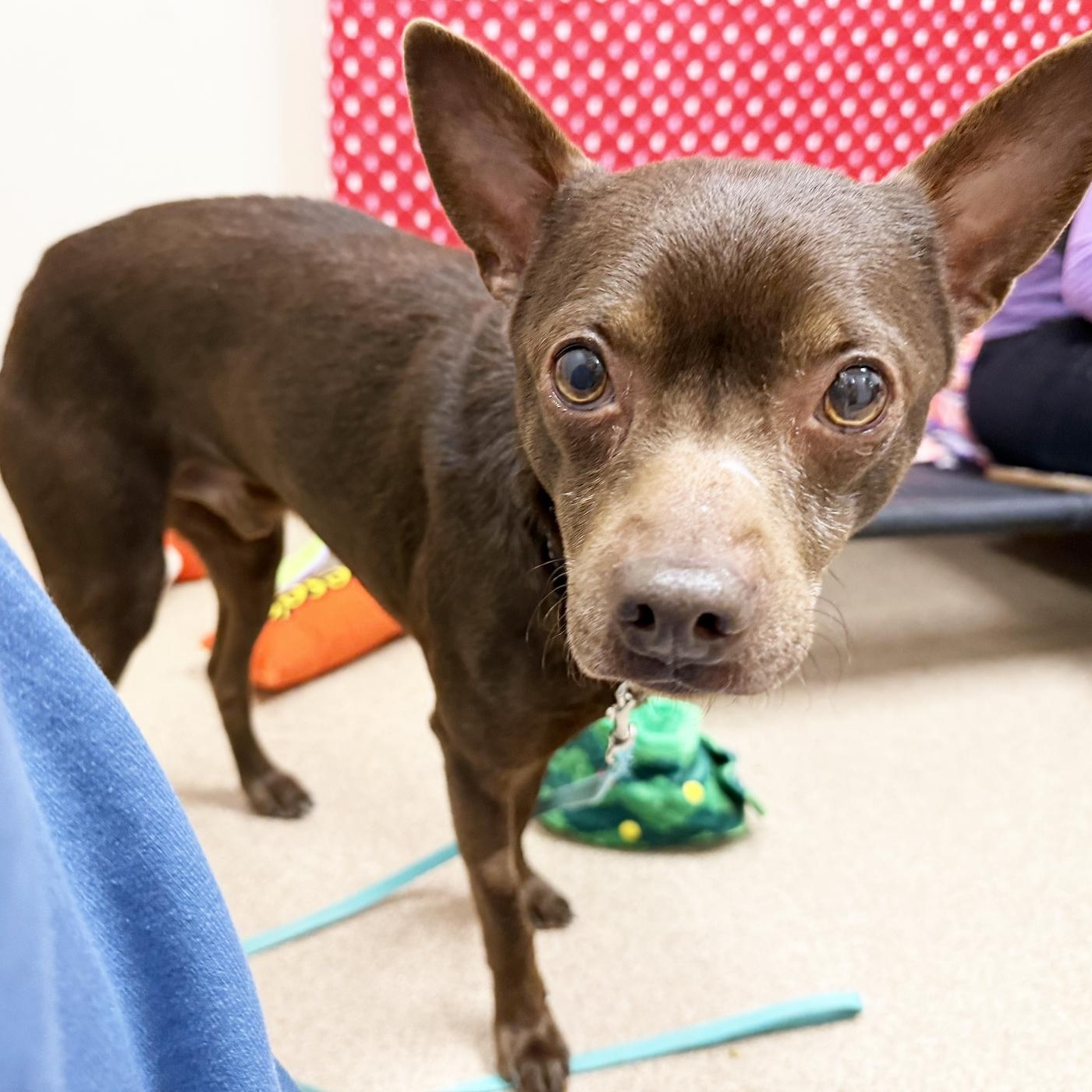 Enlarge Flash-SO sweet & gentle , a ADOPTABLE mixed breed in Oshkosh, WI image 2/5