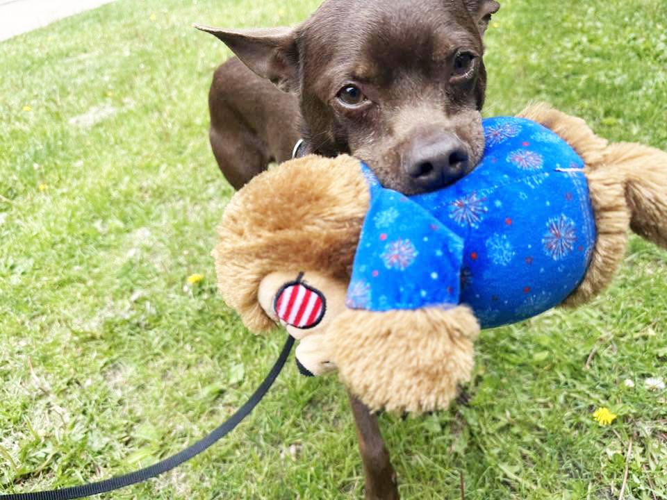 Flash - SO sweet & gentle, an adoptable mixed breed in Oshkosh, WI image 6/6