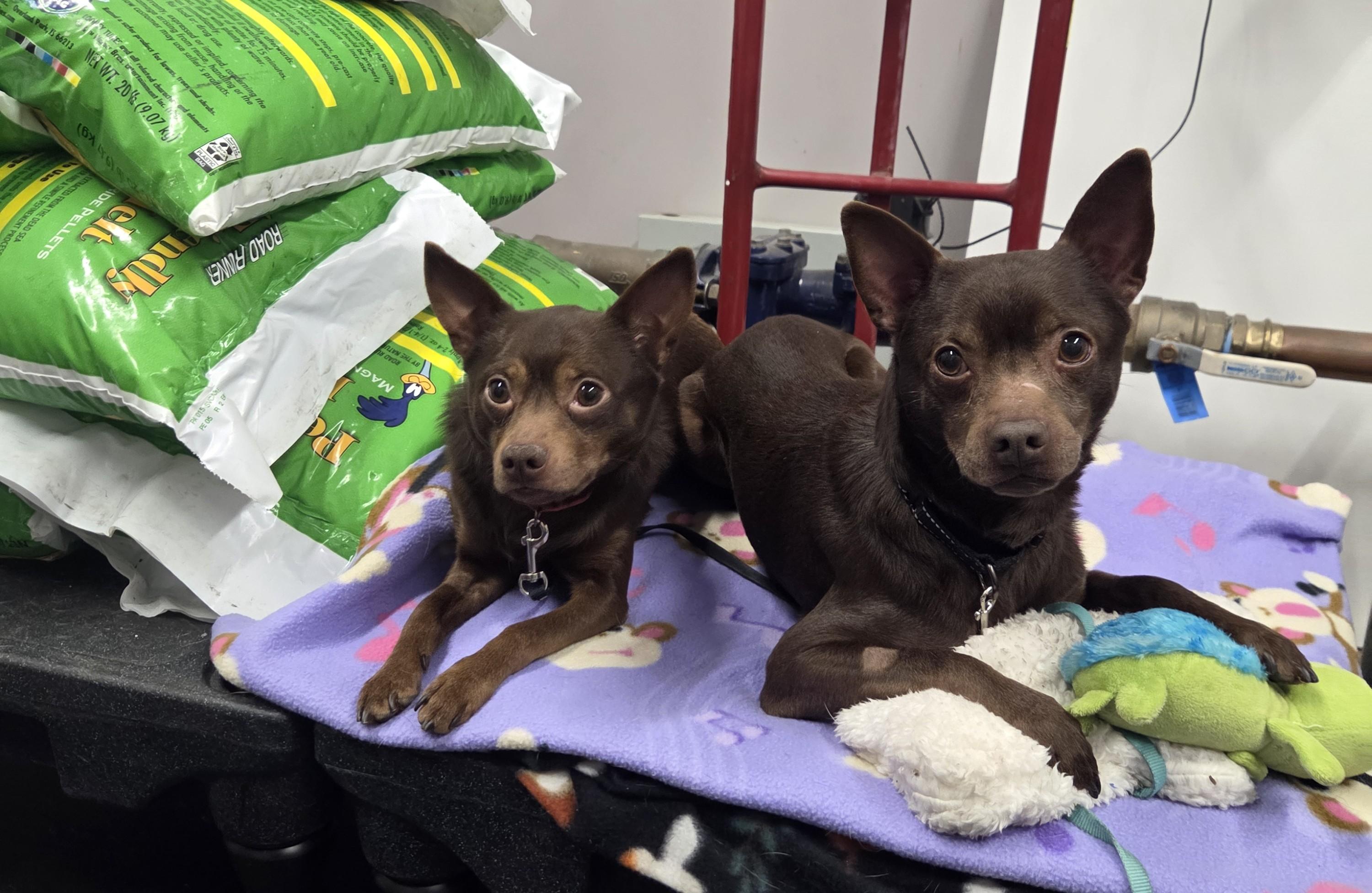 Enlarge Flash-SO sweet & gentle , a ADOPTABLE mixed breed in Oshkosh, WI image 5/5