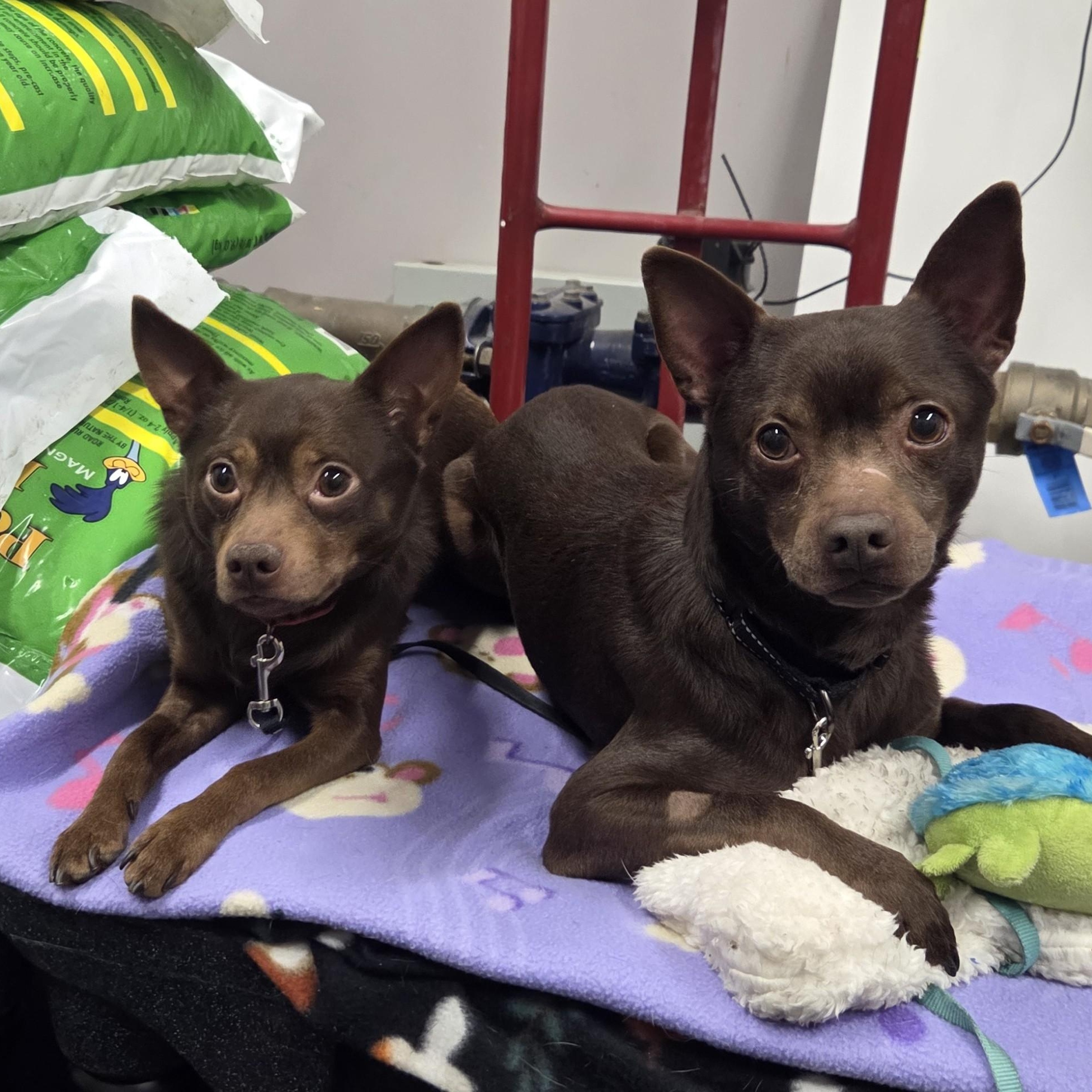 Enlarge Flash-SO sweet & gentle , an adoptable mixed breed in Oshkosh, WI image 5/5