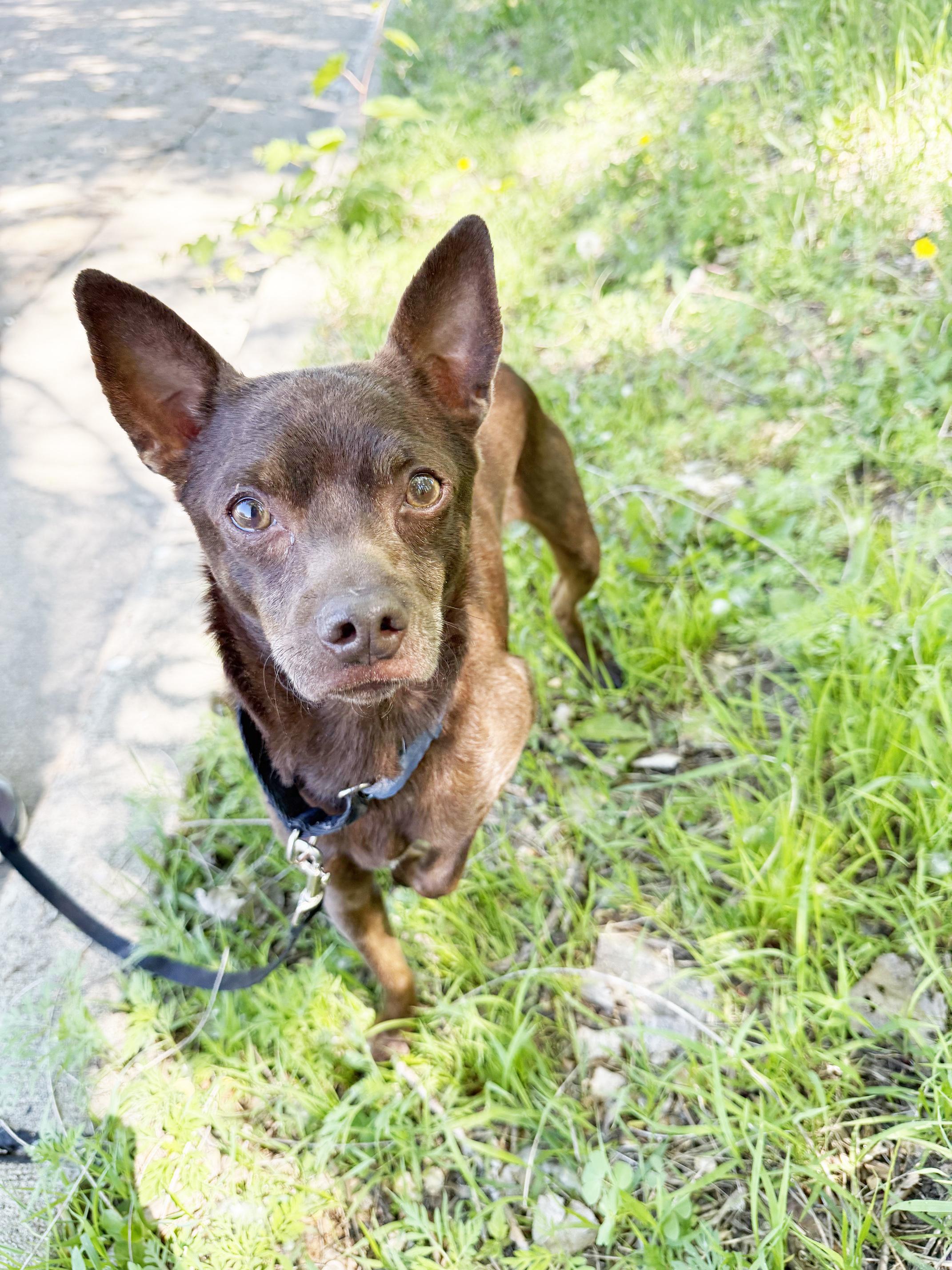 Flash - SO sweet & gentle, an adoptable mixed breed in Oshkosh, WI image 2/6