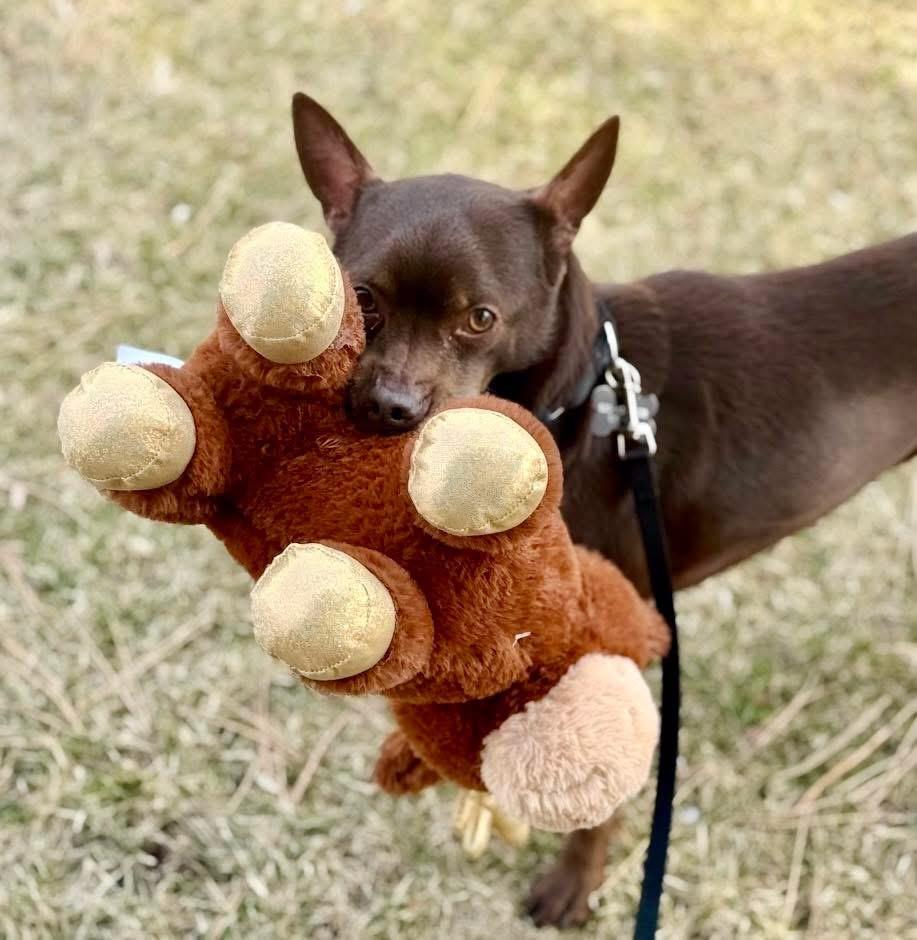 Flash - SO sweet & gentle, an adoptable mixed breed in Oshkosh, WI image 4/6