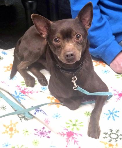 Enlarge Flash-SO sweet & gentle , a ADOPTABLE mixed breed in Oshkosh, WI image 1/5