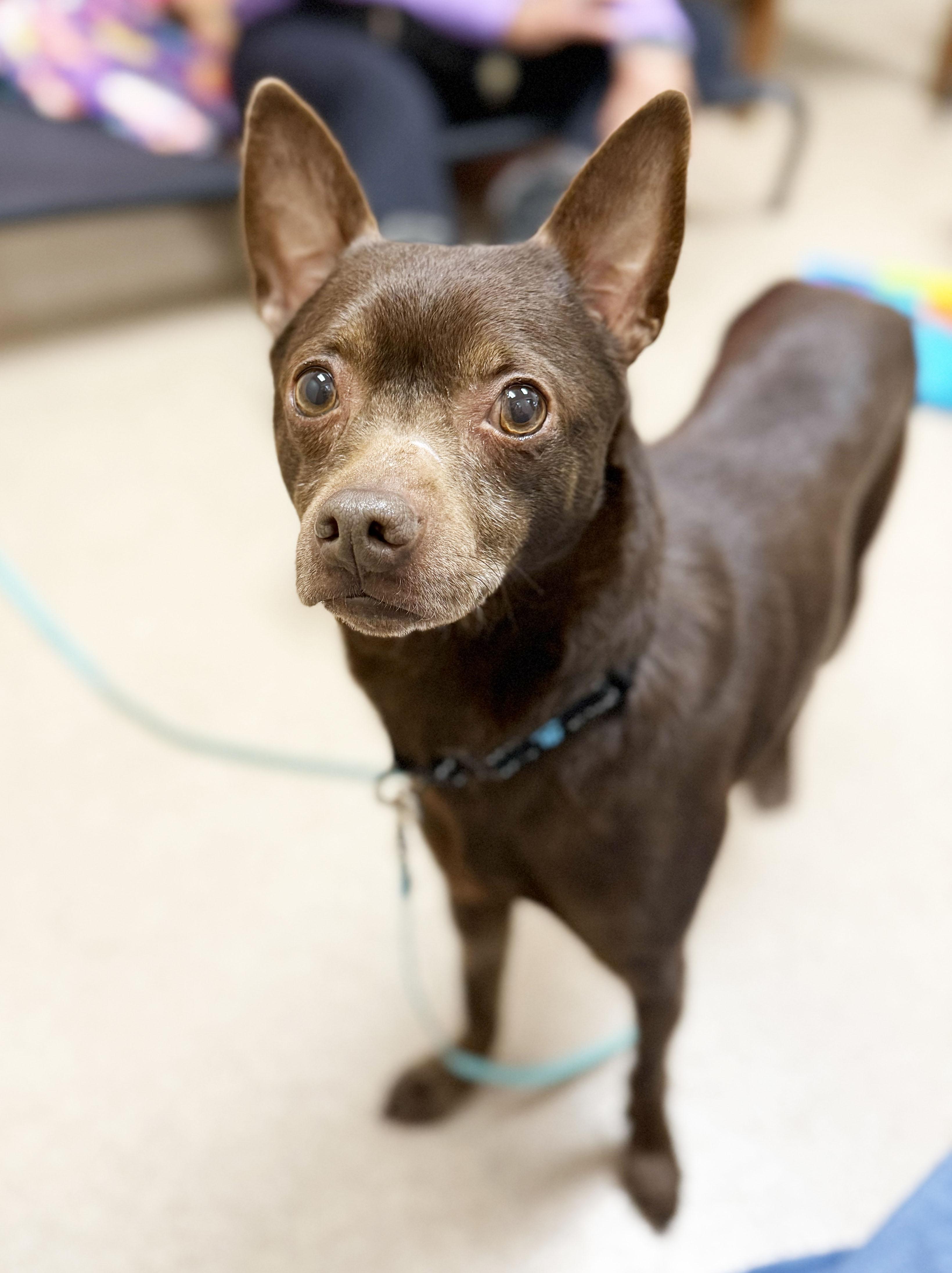 Enlarge Flash-SO sweet & gentle , a ADOPTABLE mixed breed in Oshkosh, WI image 3/5