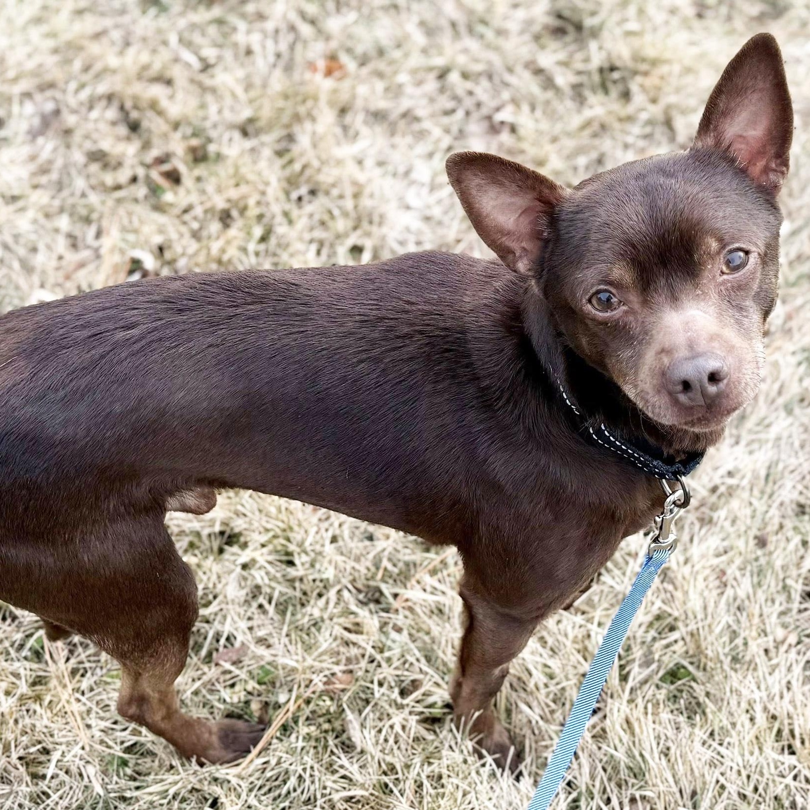 Flash-SO sweet & gentle , adoptable, Adult Male Chihuahua.
