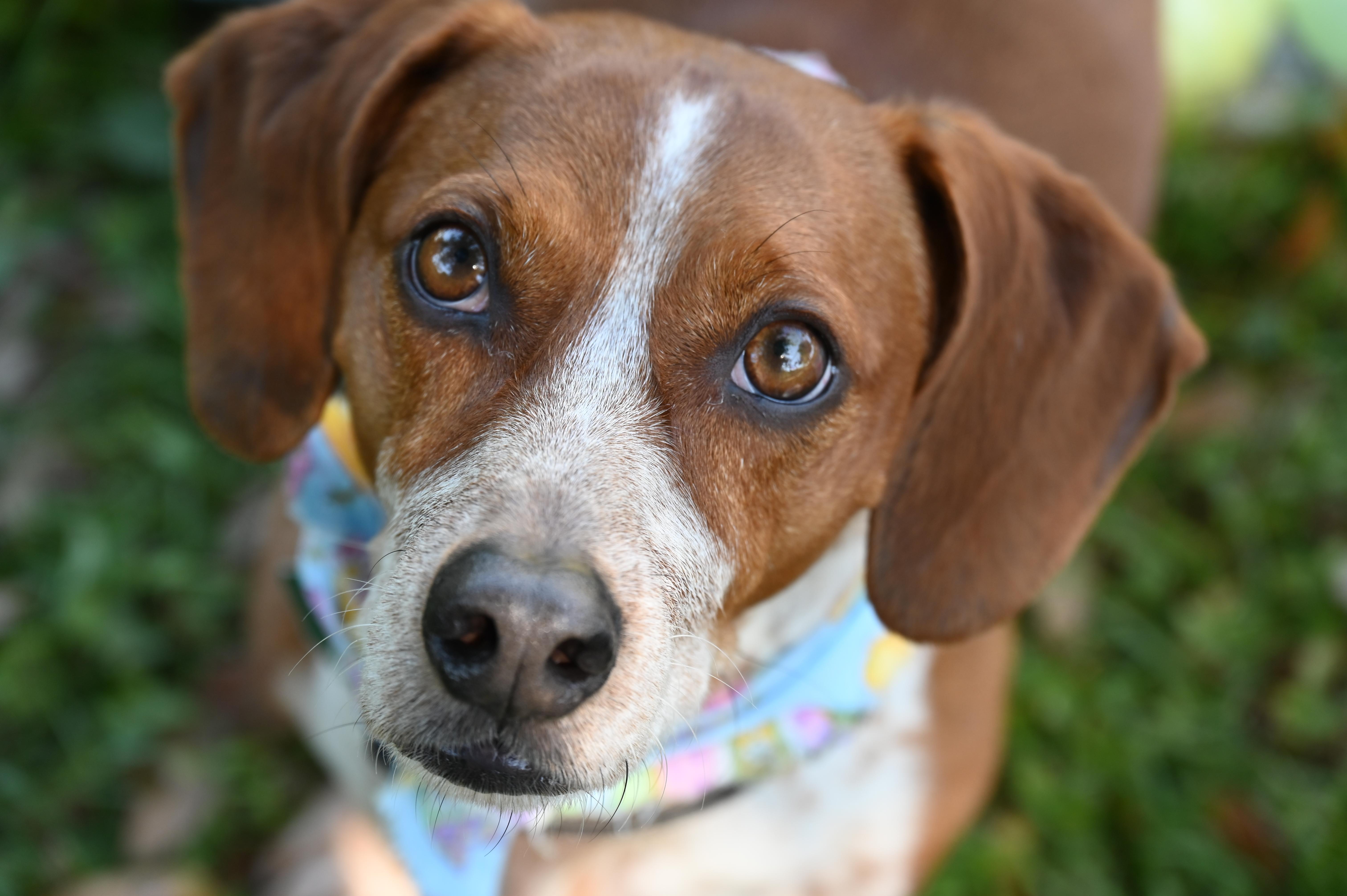 Enlarge Chippy 5210, a ADOPTABLE mixed breed in Boca Raton, FL image 1/5