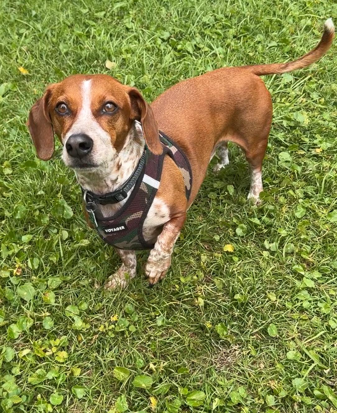 Chippy 5210, ADOPTABLE, Adult Male Dachshund.